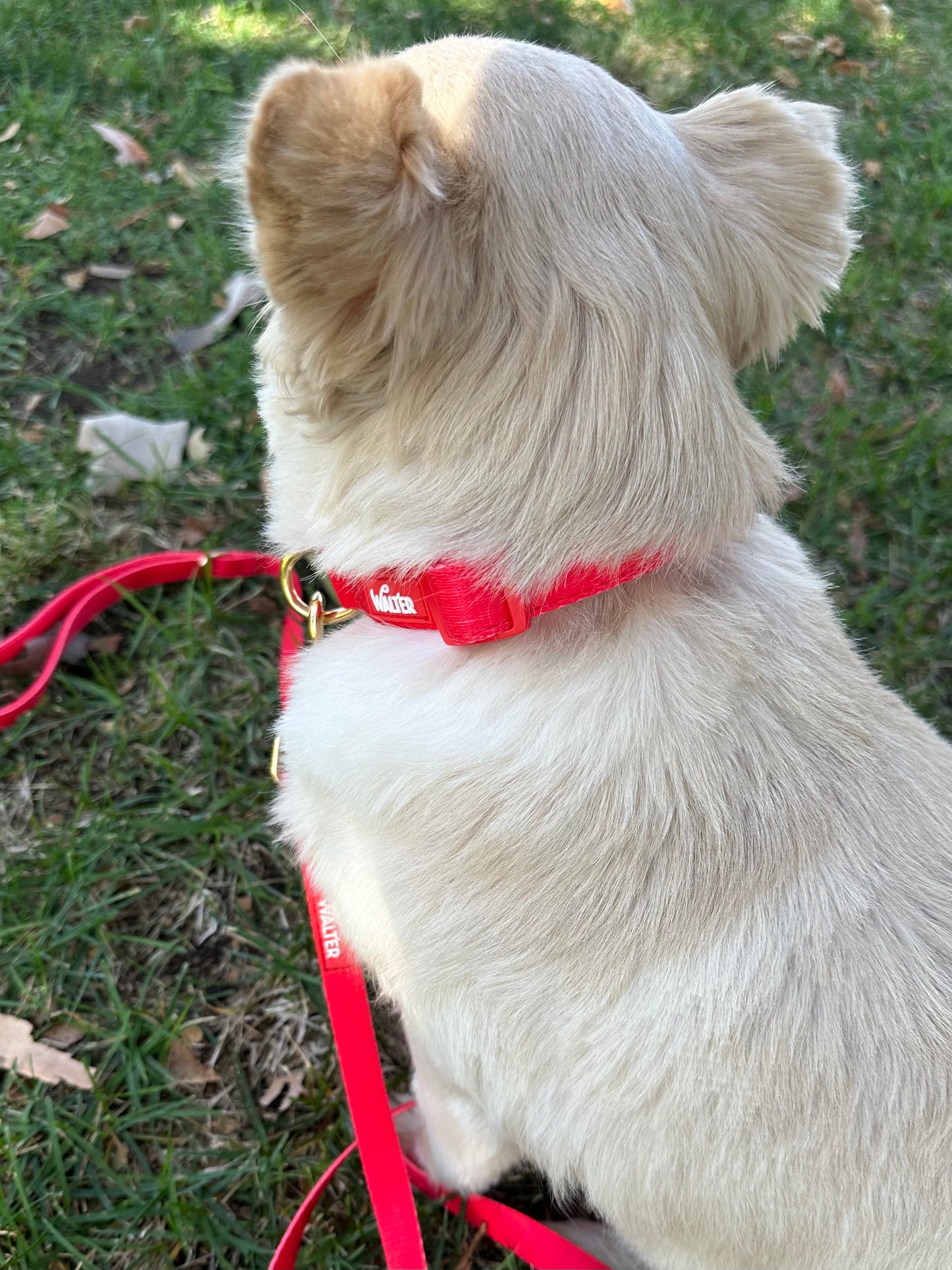 Red Dog Collar