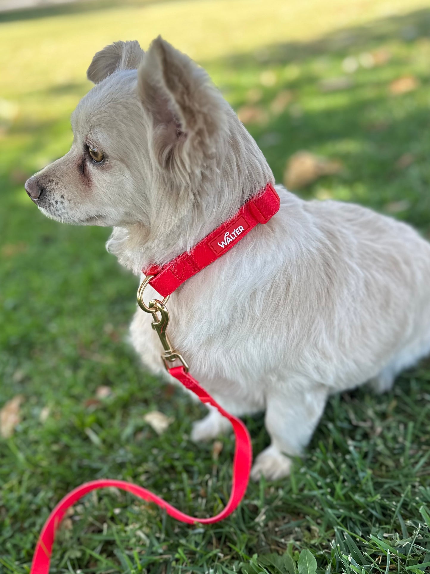 Red Dog Collar