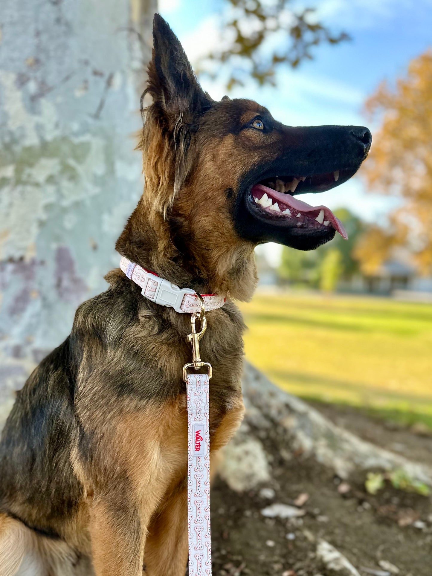 Cookie Dog Collar