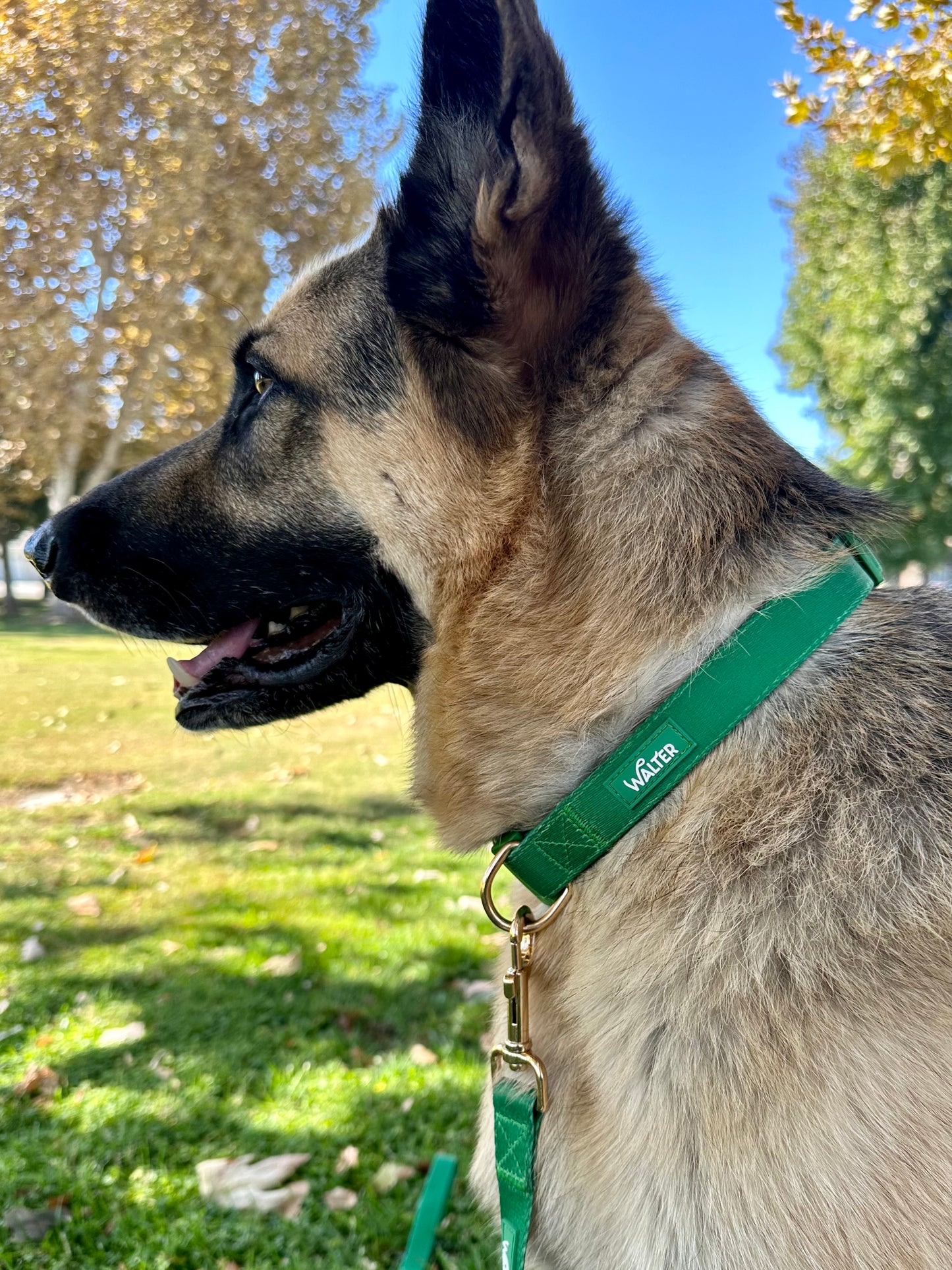 Green Dog Collars