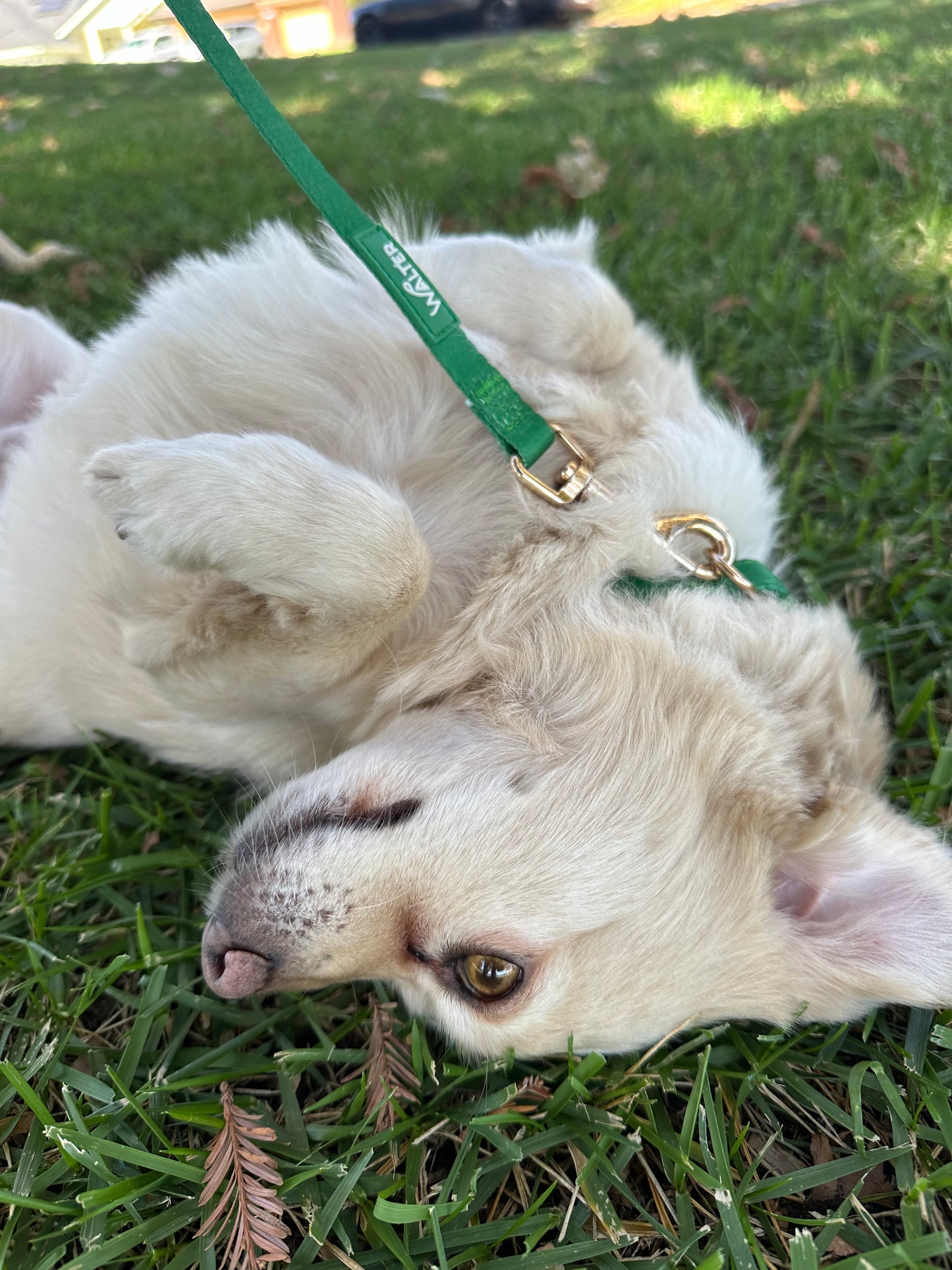 Green Dog Collars