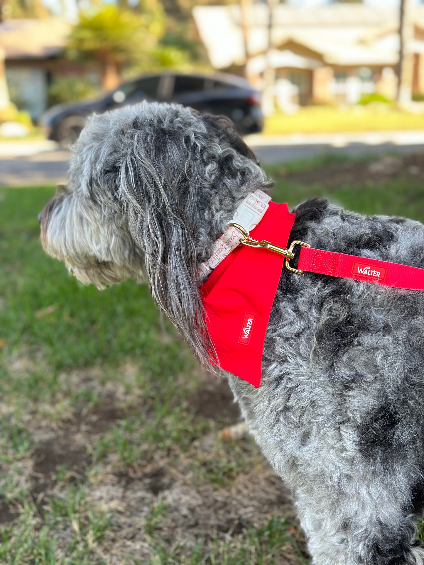 Red Dog Leash