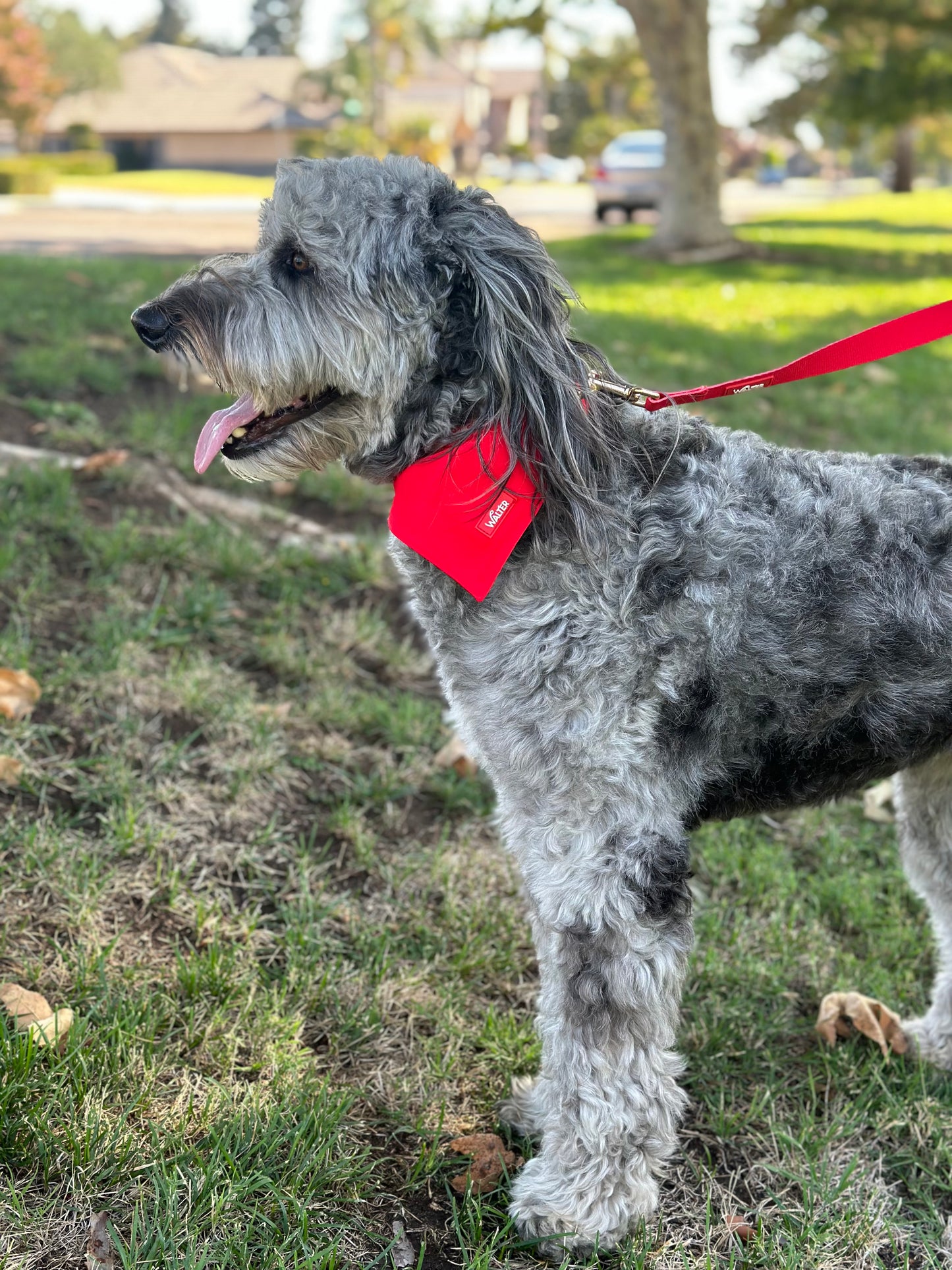 Red Dog Leash